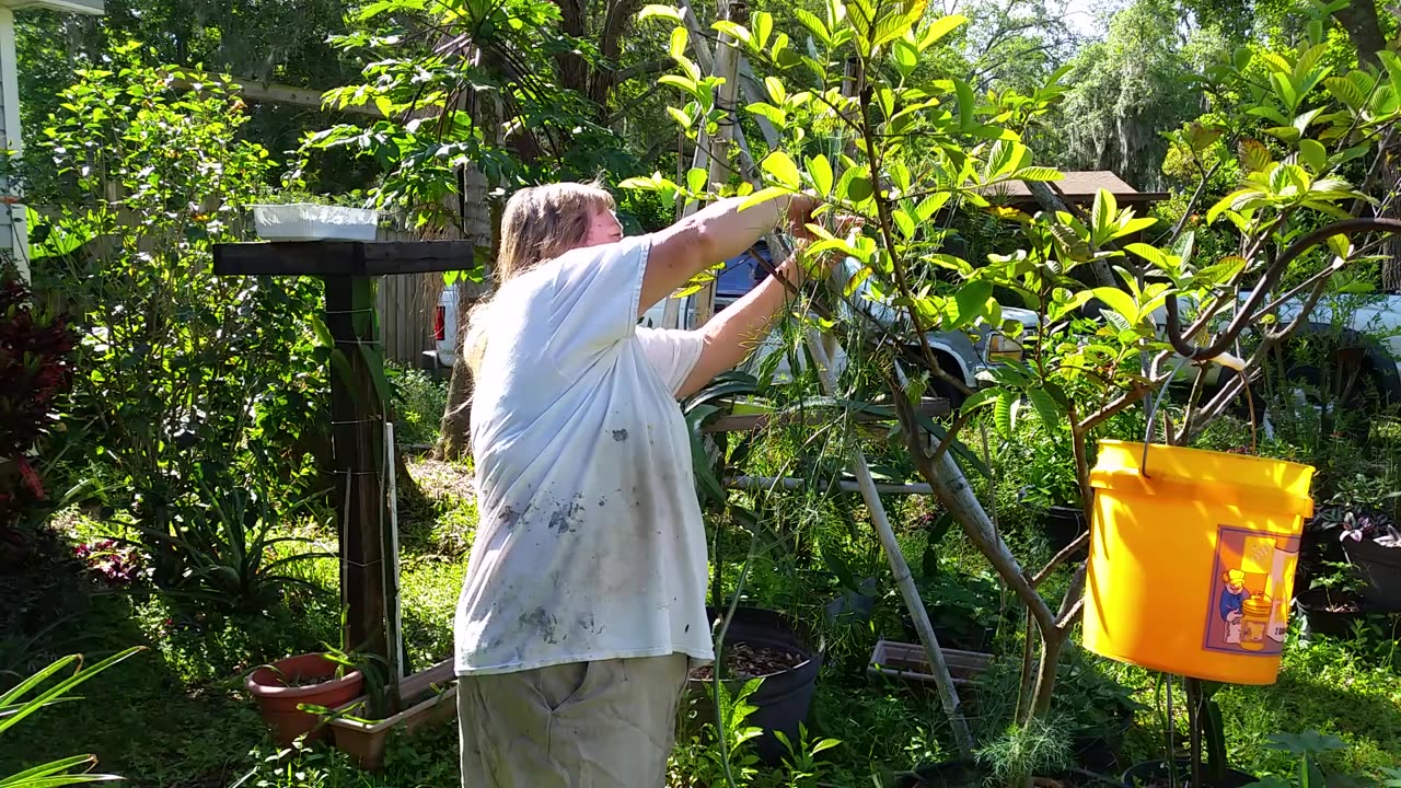 Harvesting Dill & Hibiscus Flowers