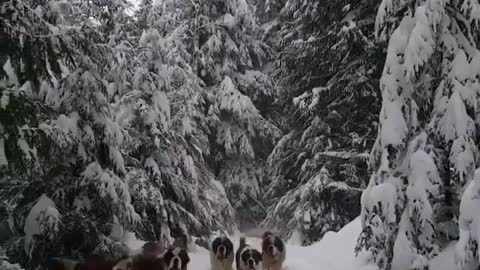 The most beautiful gatherings of dogs