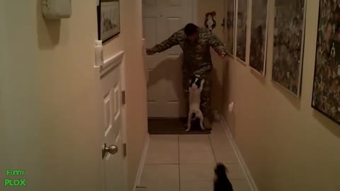 Dogs Welcoming Soldiers Home Compilation Video HD.mp4
