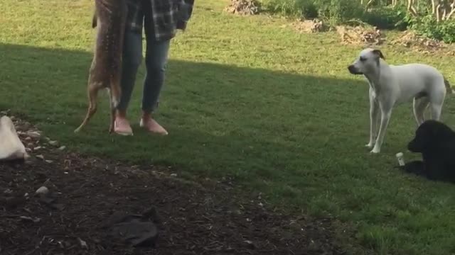 the rescued deer cub begs for the bottle