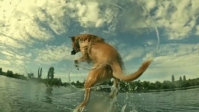 Incredible dog jump!