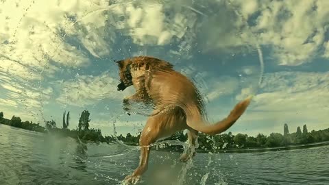 Incredible dog jump!