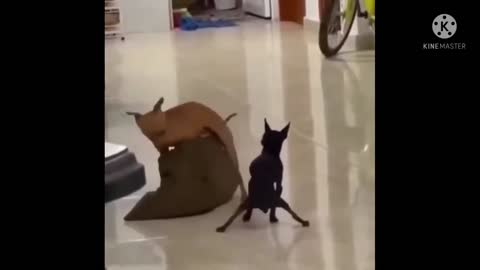 That's why the dog has to dance too