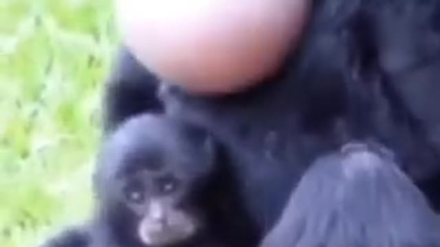 Monkey 🐒 Funny Video / Animals funny Video / Nature Beauty 😍😍😍