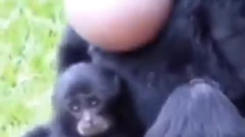 Monkey 🐒 Funny Video / Animals funny Video / Nature Beauty 😍😍😍