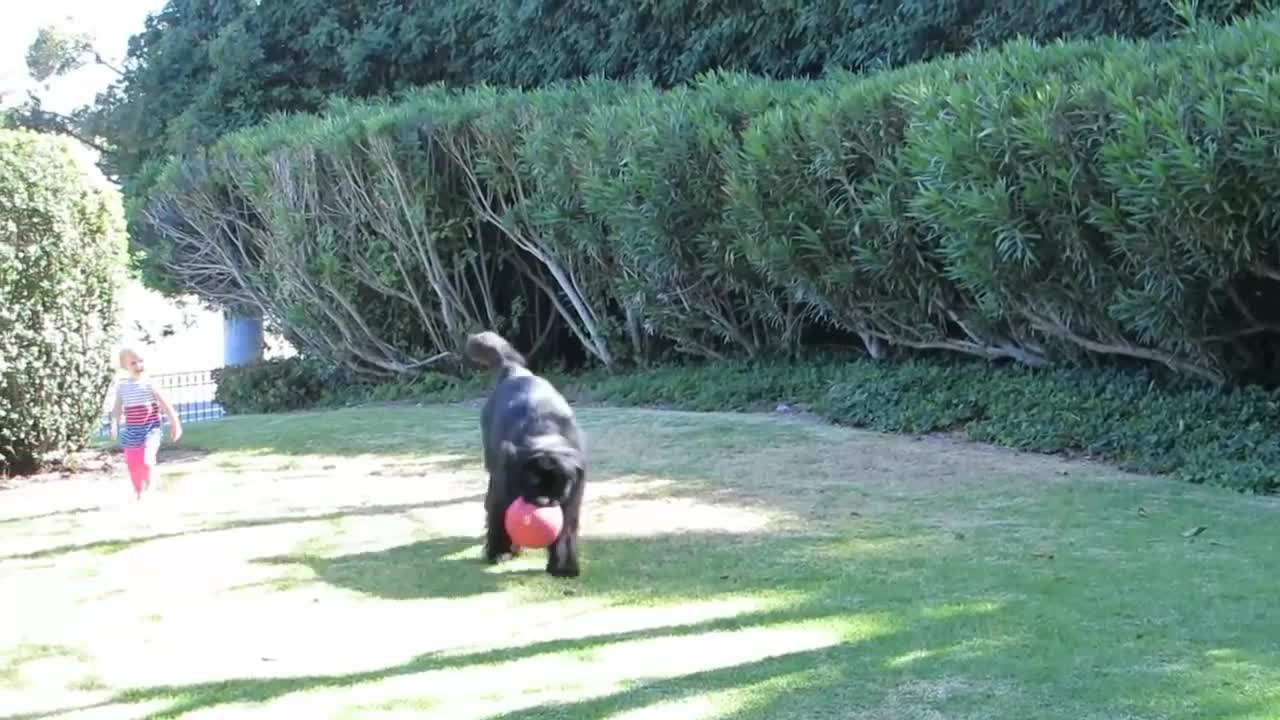 Game of fetch with Newfoundland comes to abrupt end