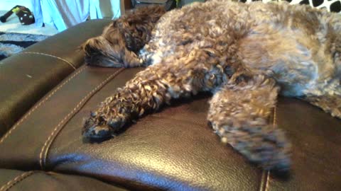 Labradoodle running in his sleep!