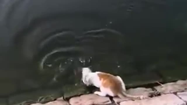 the cat is fishing