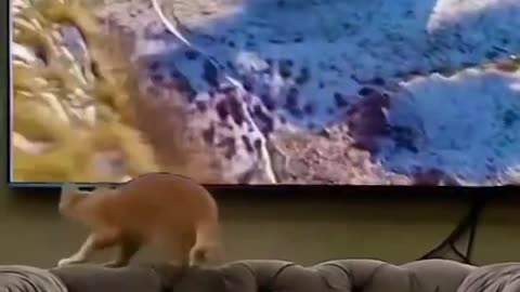 Cat On Virtual Adventure