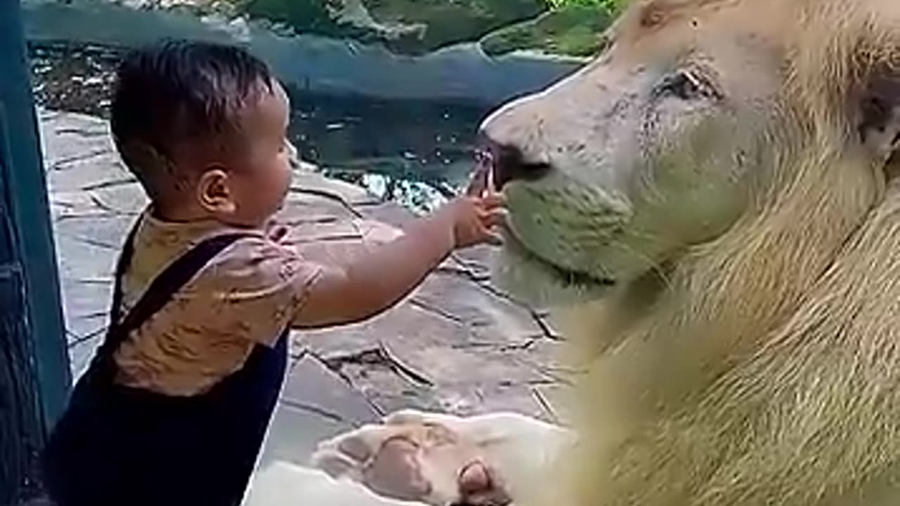 Lions vs kid