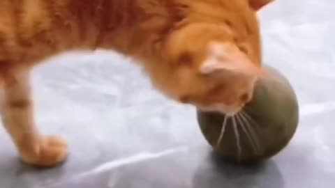 Cat funny video