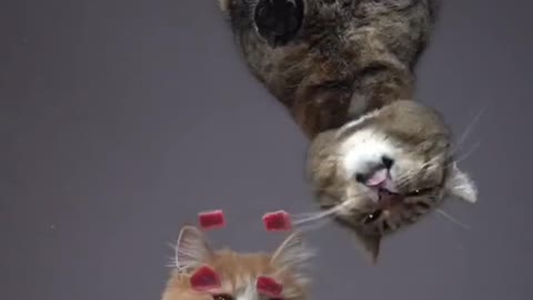 Cute and Funny Cat Videos Compilation - PART 102