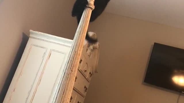 Black cat climbing bed post next to fan