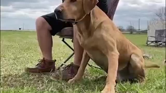 labrador_retriever_training