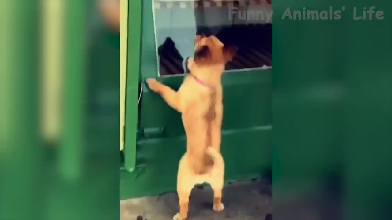 Videos funny cats and dogs, let's laugh a lot kk 2021