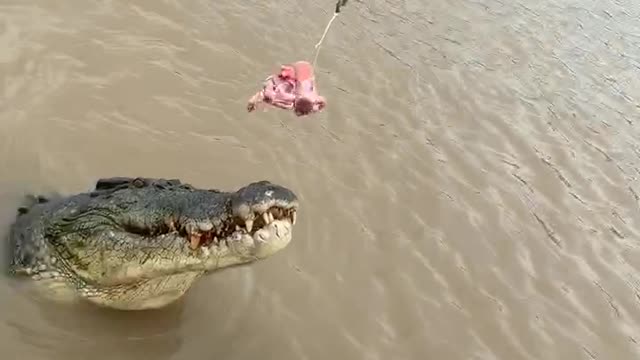 crocodile fishing