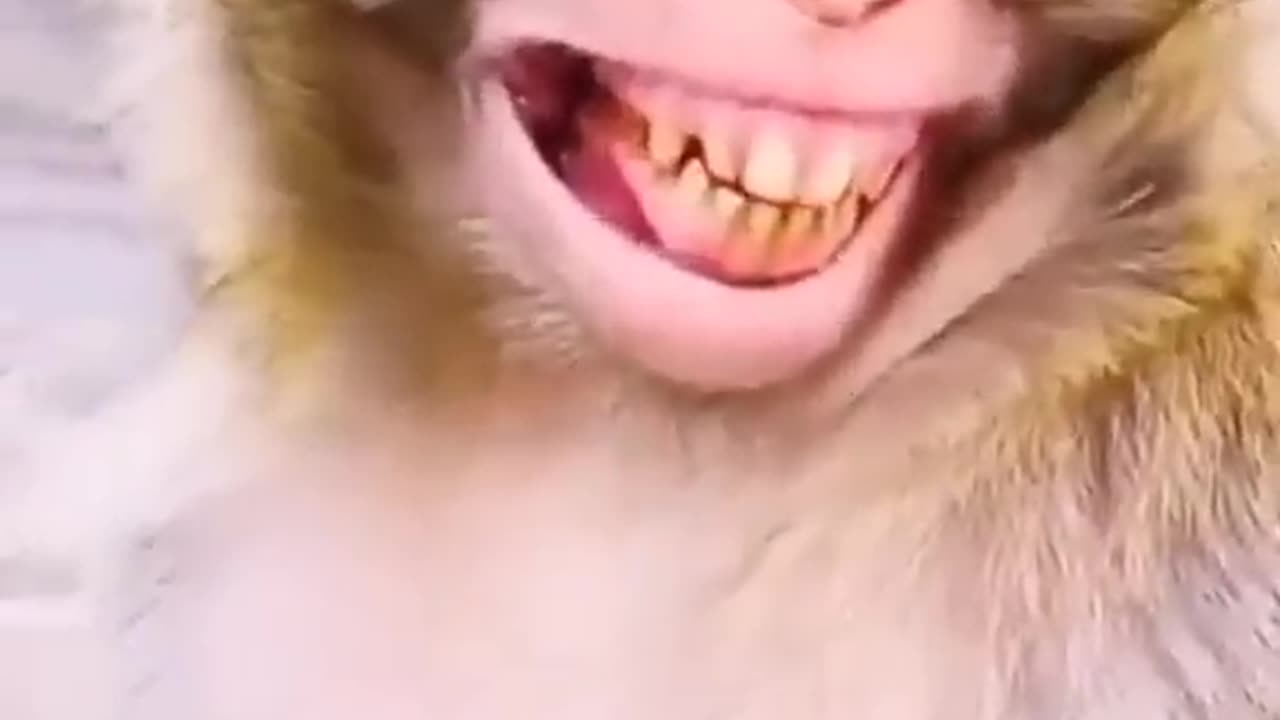 Enjoying this beautiful mankey videos