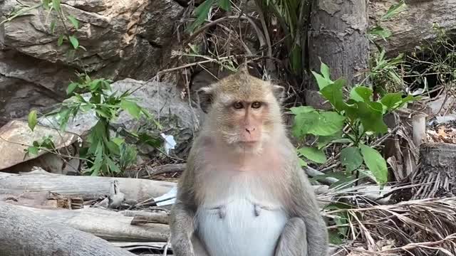 Imaging Monkey