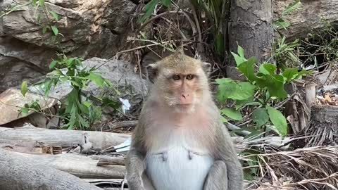 Imaging Monkey