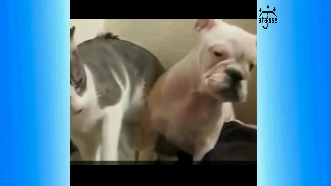 The crazy friendship between a cat and a dog.