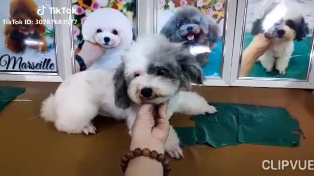 Play with cute puppies