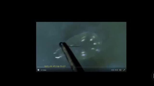 What lurks in your N95 Mask