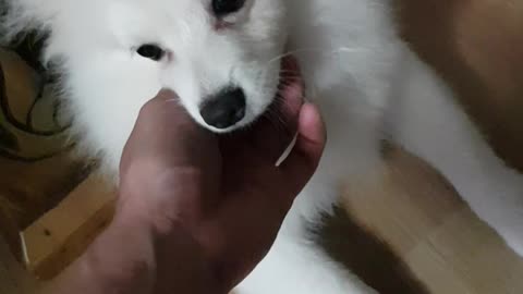 Touching the Pomeranian