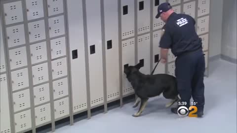 DOG'S COURS-Inside The MTA’s K9 Training