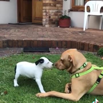 Great pet's funny tiktok video