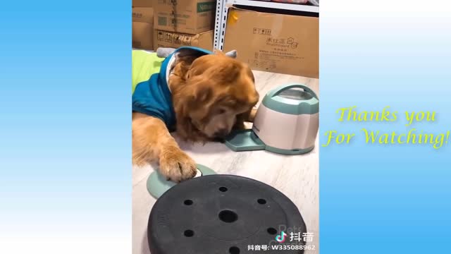 Cute pets and Funny Animals try not to laught