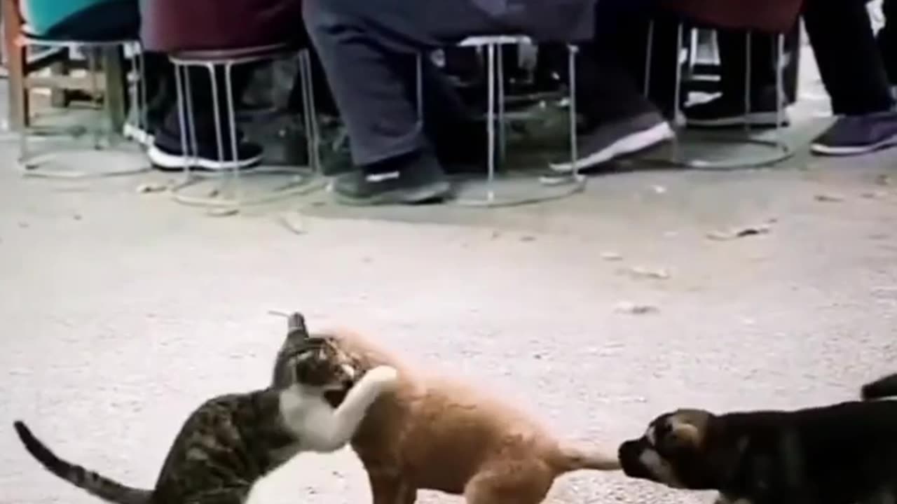 Cat & Dog. Action video