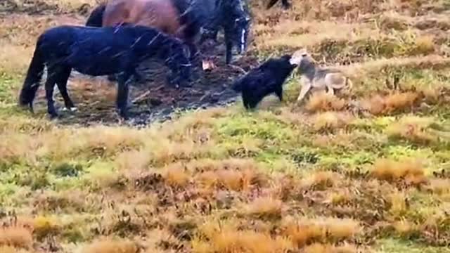 Is it snowing? What's that? A Wolf taking on a pack of horses?