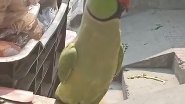 Naughty parrot