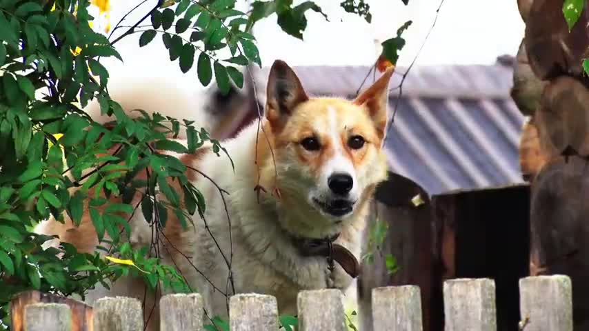 Cute dog