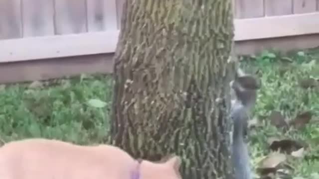 #cat & Squirrel funny moments