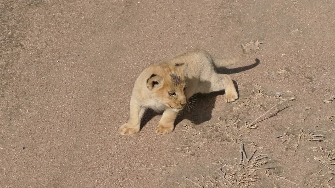 Baby lion cubs chatting with Mom about what meal their having for supper