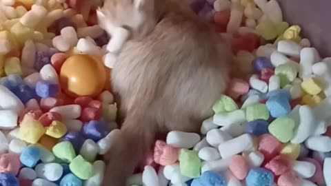 Ferret playtime part 1!!