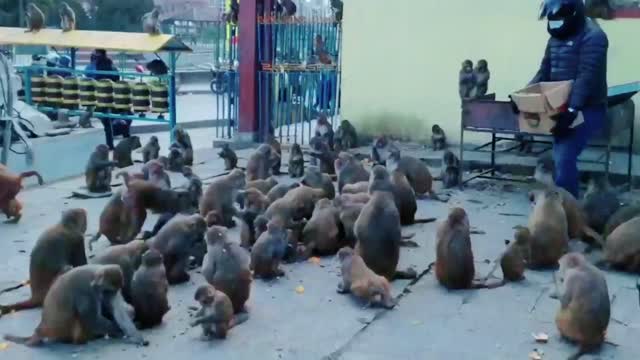 monkey love peanuts || feeding one box peanuts to hungry monkey || feeding monkey