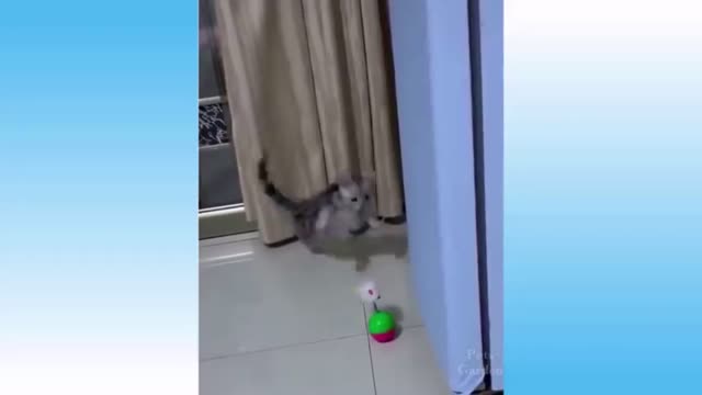 funny cat reaction #4