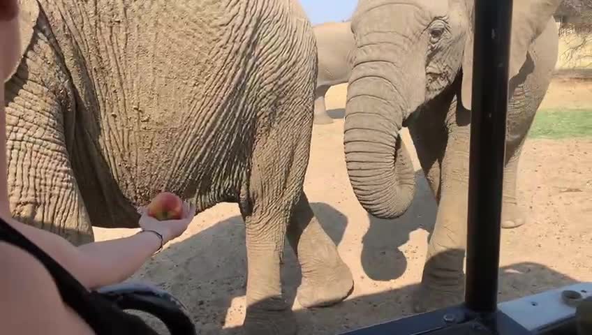 Elephant taking Apple from my hand