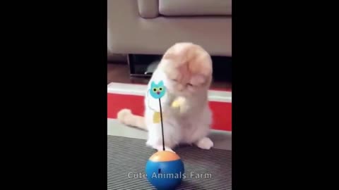 Funny pets cute awesome pets