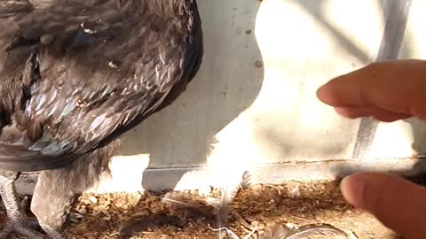 How does the chicken react to playing a prank on the chicken? 