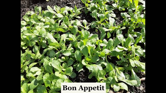 Lambs Lettuce contains a lot of nutrients