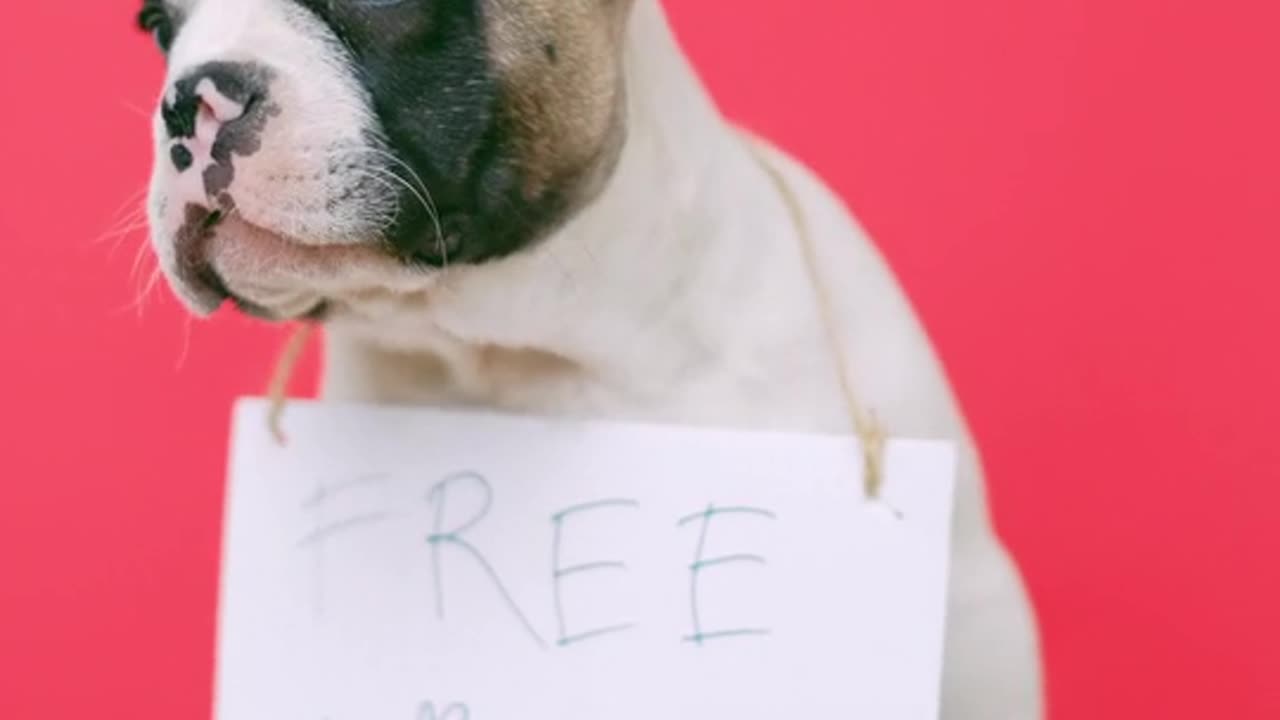 Get Free Kiss dog | DOG WANT FREE KISS |