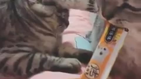 Cute cats''''''
