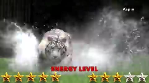 Lion vs tiger -tiger vs Lion