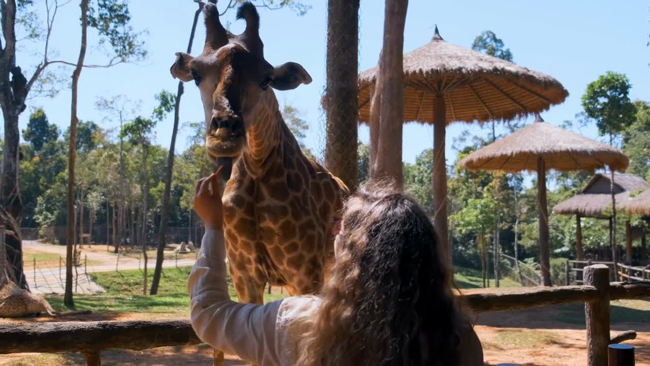 Rear view of a woman tourist standing near the enclosure holding a piece