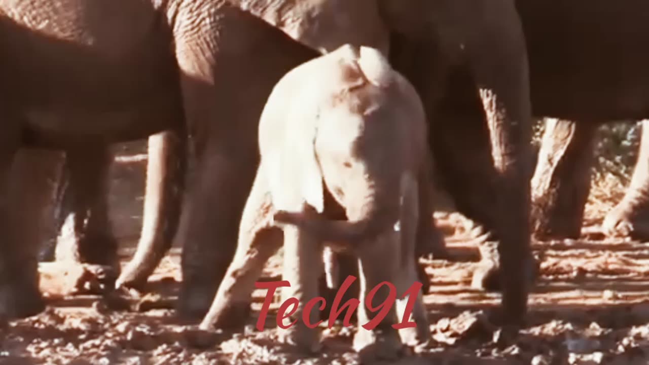 Elephant funny videos