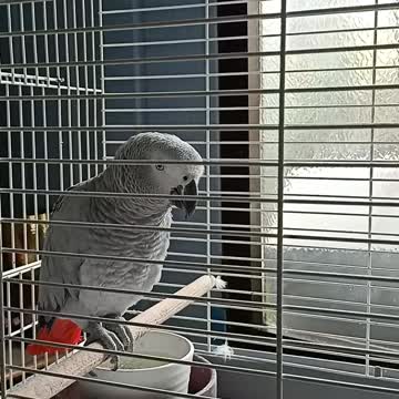 Parrot Ardito very curious while I'm talking to him