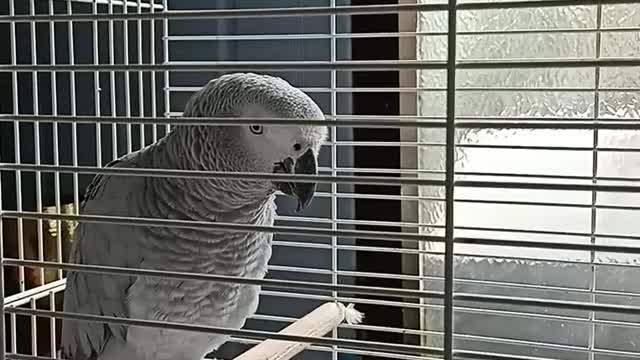 Parrot Ardito very curious while I'm talking to him